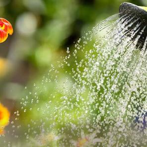 Récupérer l’eau de pluie : une bonne solution